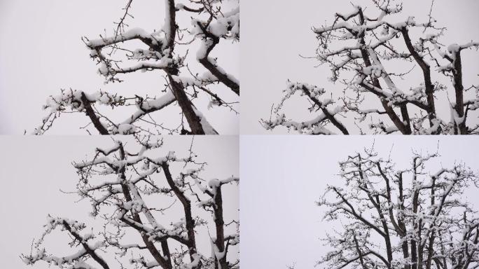4k实拍梨树大雪压枝头