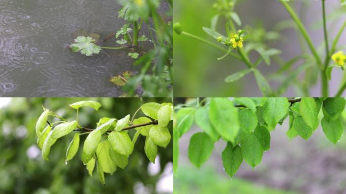 4K春天雨淋湿植物特写