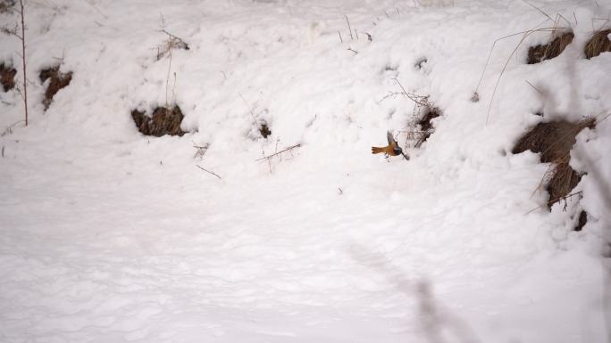 雪地中觅食小鸟
