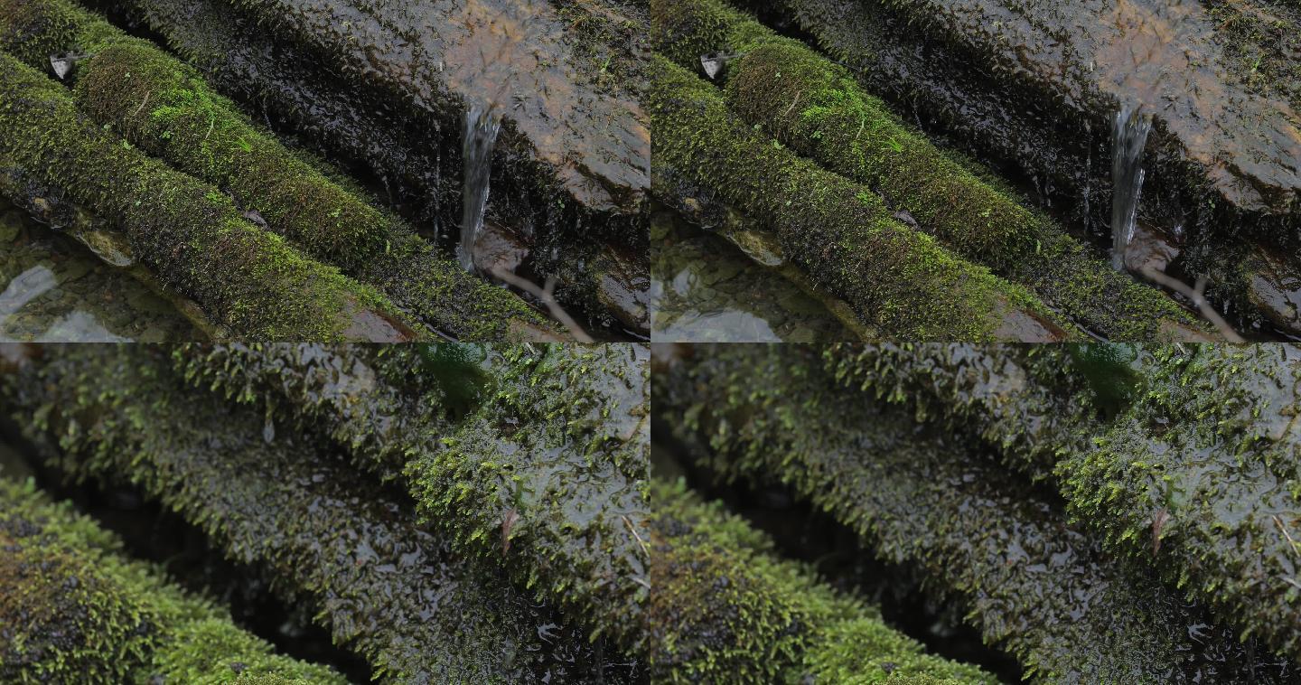 4k山泉水苔藓上流过一组01