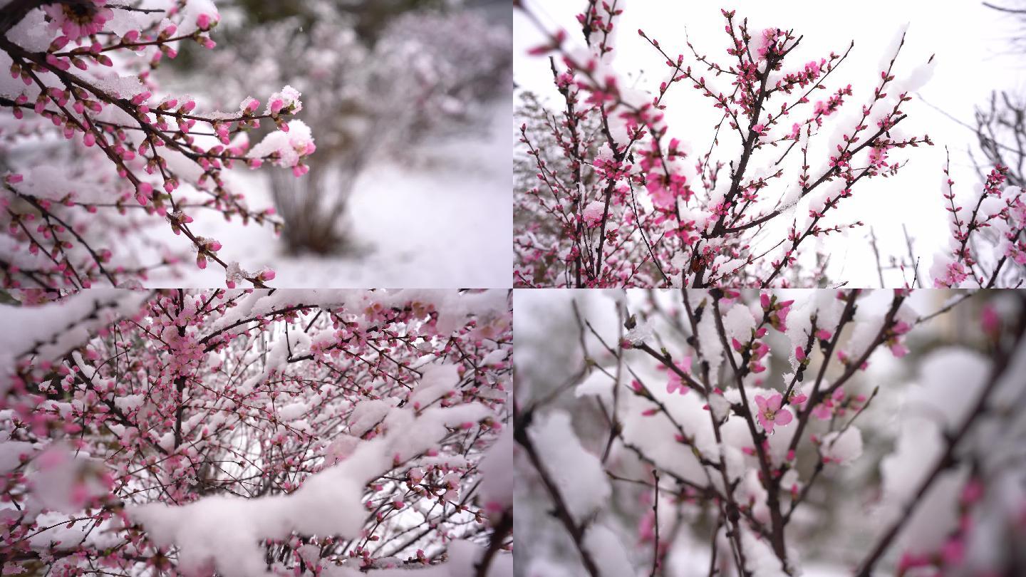 4k实拍红梅傲雪积雪压枝头