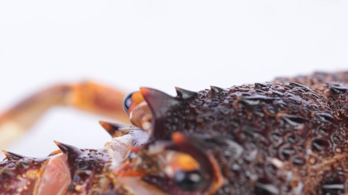 【正版素材】海鲜食材龙虾头白背景特写旋转