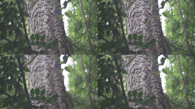 【4k】龙鳞树皮广西珍稀树种