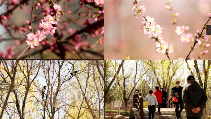 春天_喜鹊_春花开_春游_蜜蜂_梅花_