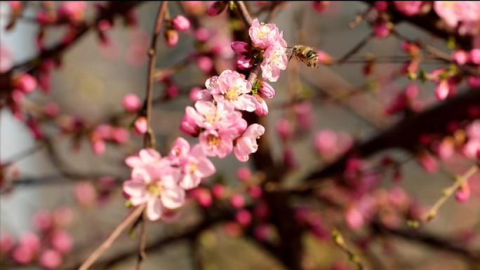 春天_喜鹊_春花开_春游_蜜蜂_梅花_