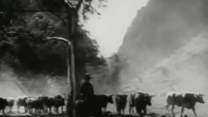 上世纪美国西部牛仔畜牧业