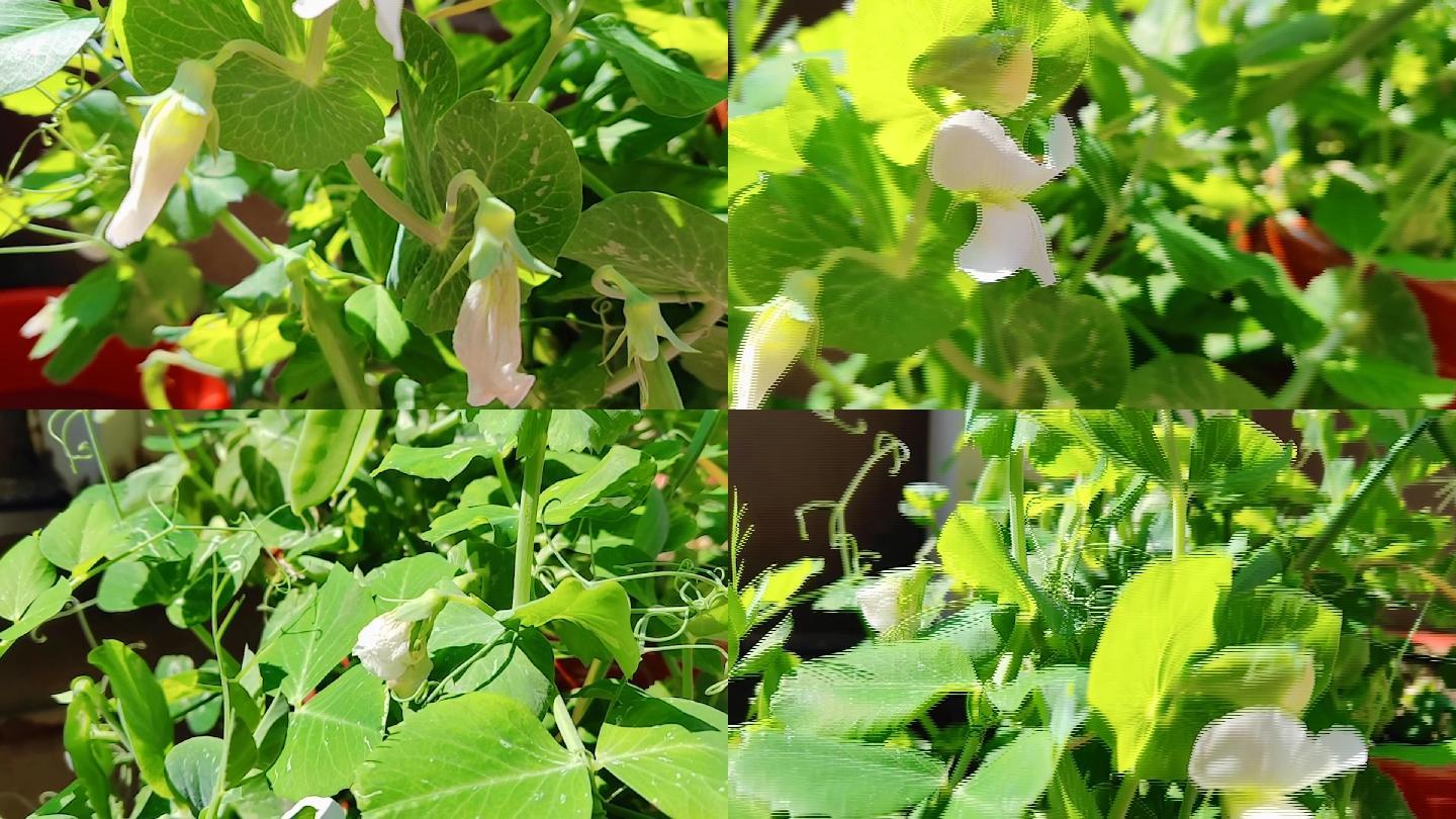 豌豆植物实拍