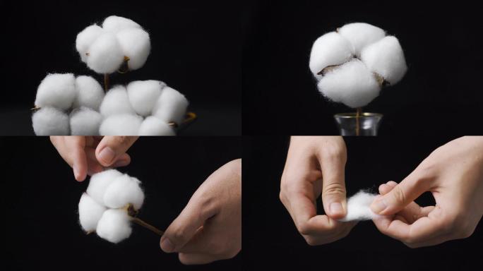 新疆棉花展示