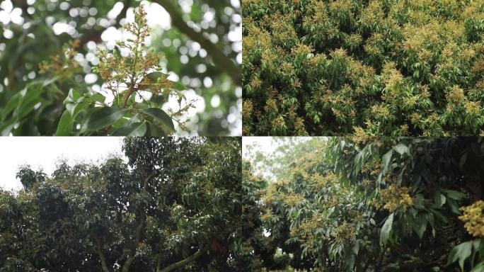 荔枝开花、荔枝幼果期、荔枝花