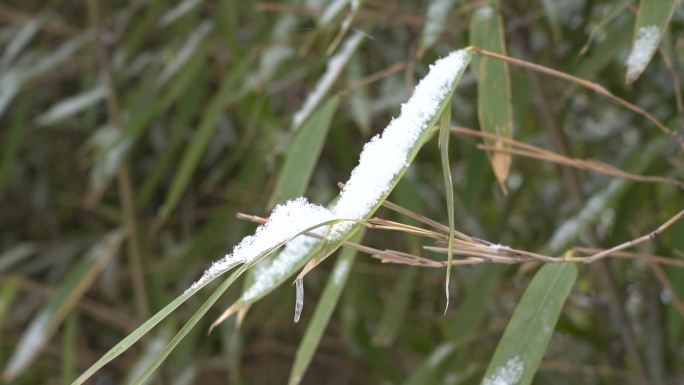 竹叶落雪雪盖竹叶