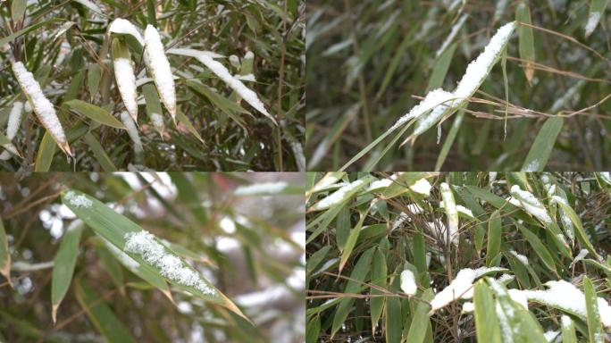 竹叶落雪雪盖竹叶