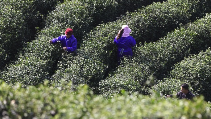 4K河南信阳茶山采茶风光