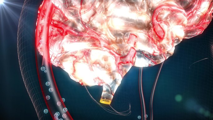 氧元素通过血管输送到大脑