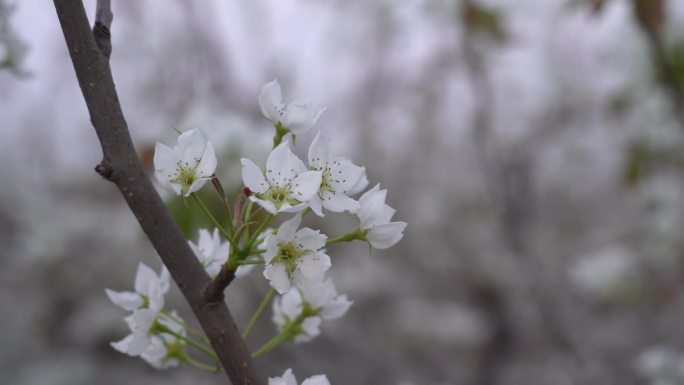 原创4K梨花颂实拍梨花开视频