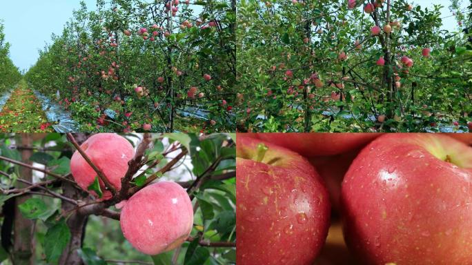 苹果红富士成熟4k