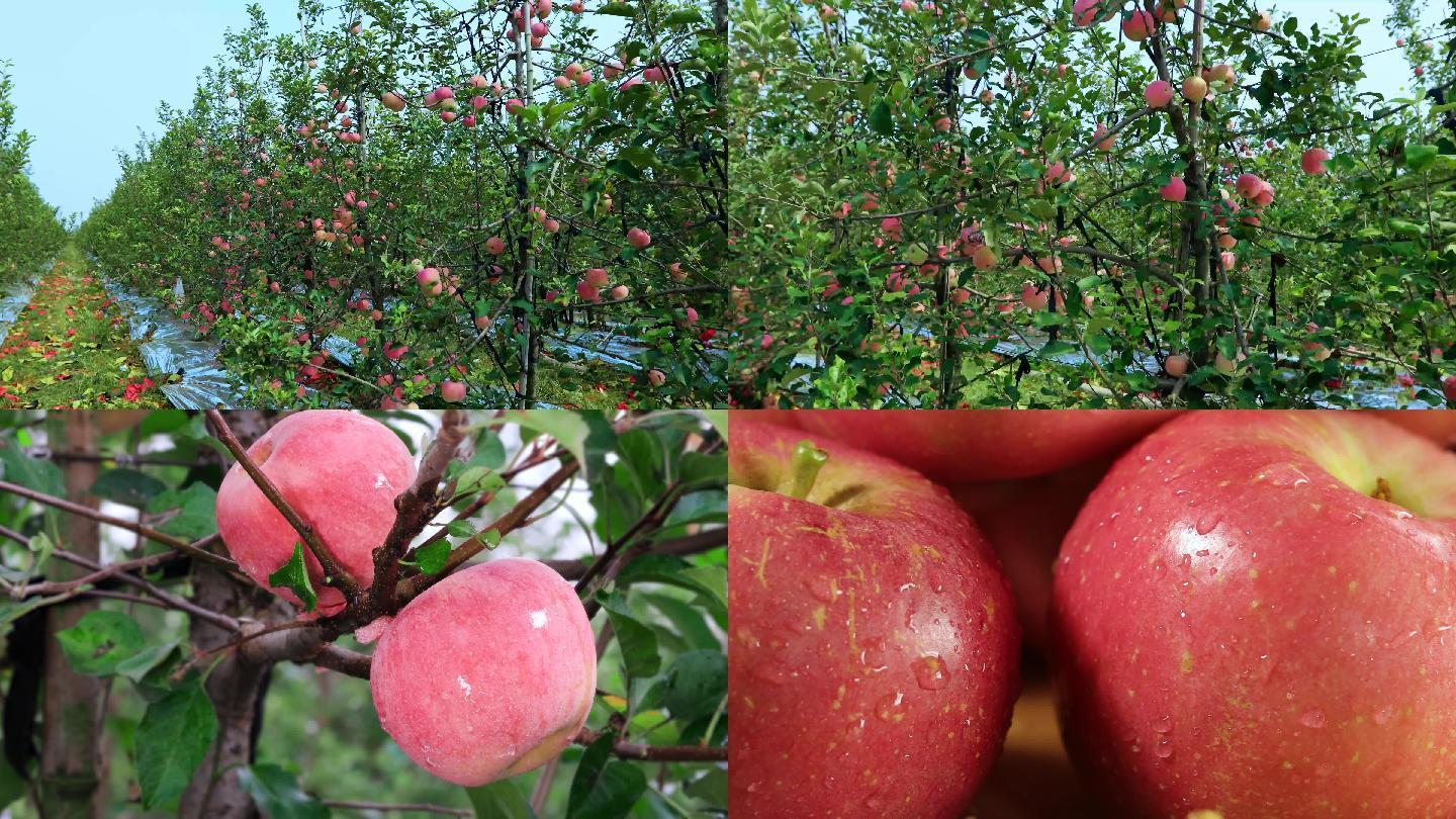 苹果红富士成熟4k
