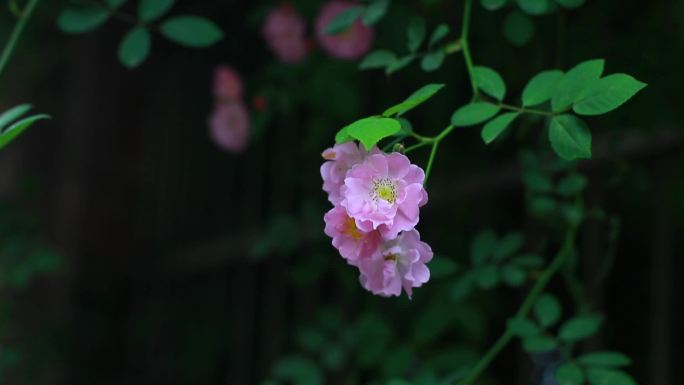 蔷薇花粉色花