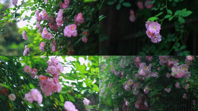 蔷薇花粉色花