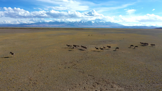 阿里藏野驴航拍