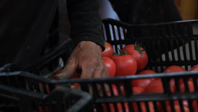 西红柿采摘装箱西红柿大棚农场番茄农村农业