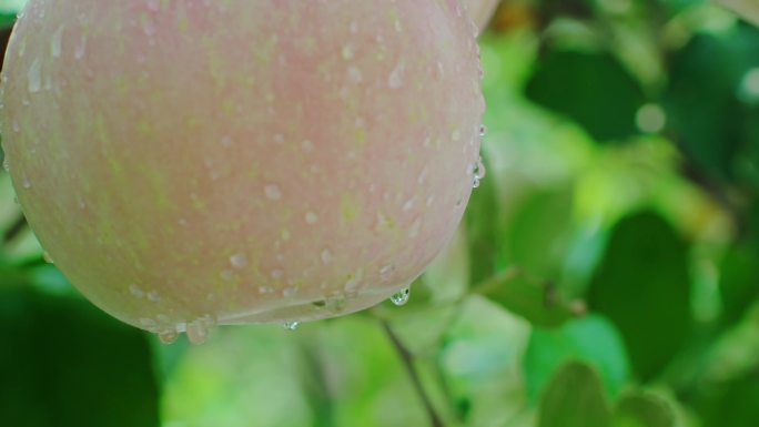 雨水苹果渐红熟4k