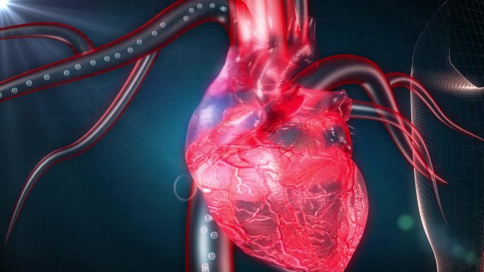 血氧氧元素通过血管输送到心脏心肌细胞