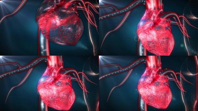 血氧氧元素通过血管输送到心脏心肌细胞