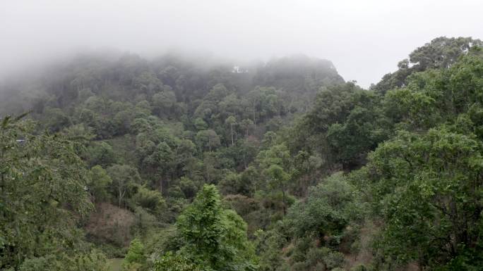 4k勐腊易武茶山航拍