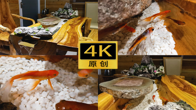 【4K原创】茶桌观赏鱼