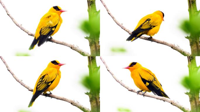 漂亮的黑枕黄鹂黄鹂鸟，蜡嘴雀叫声