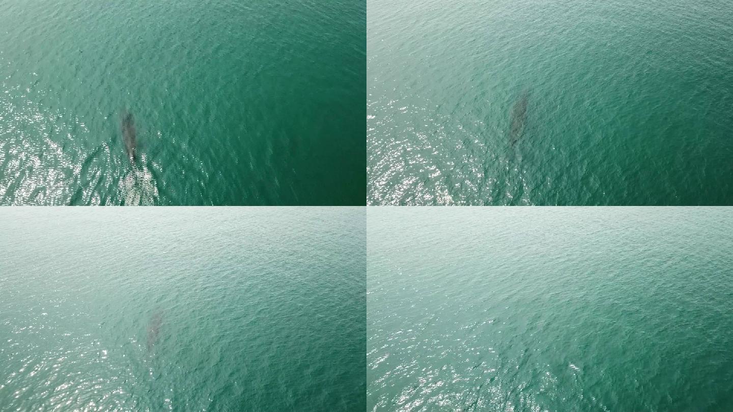 广西涠洲岛海域的布氏鲸高清航拍4