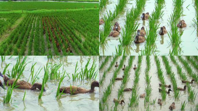 航拍水稻稻鸭