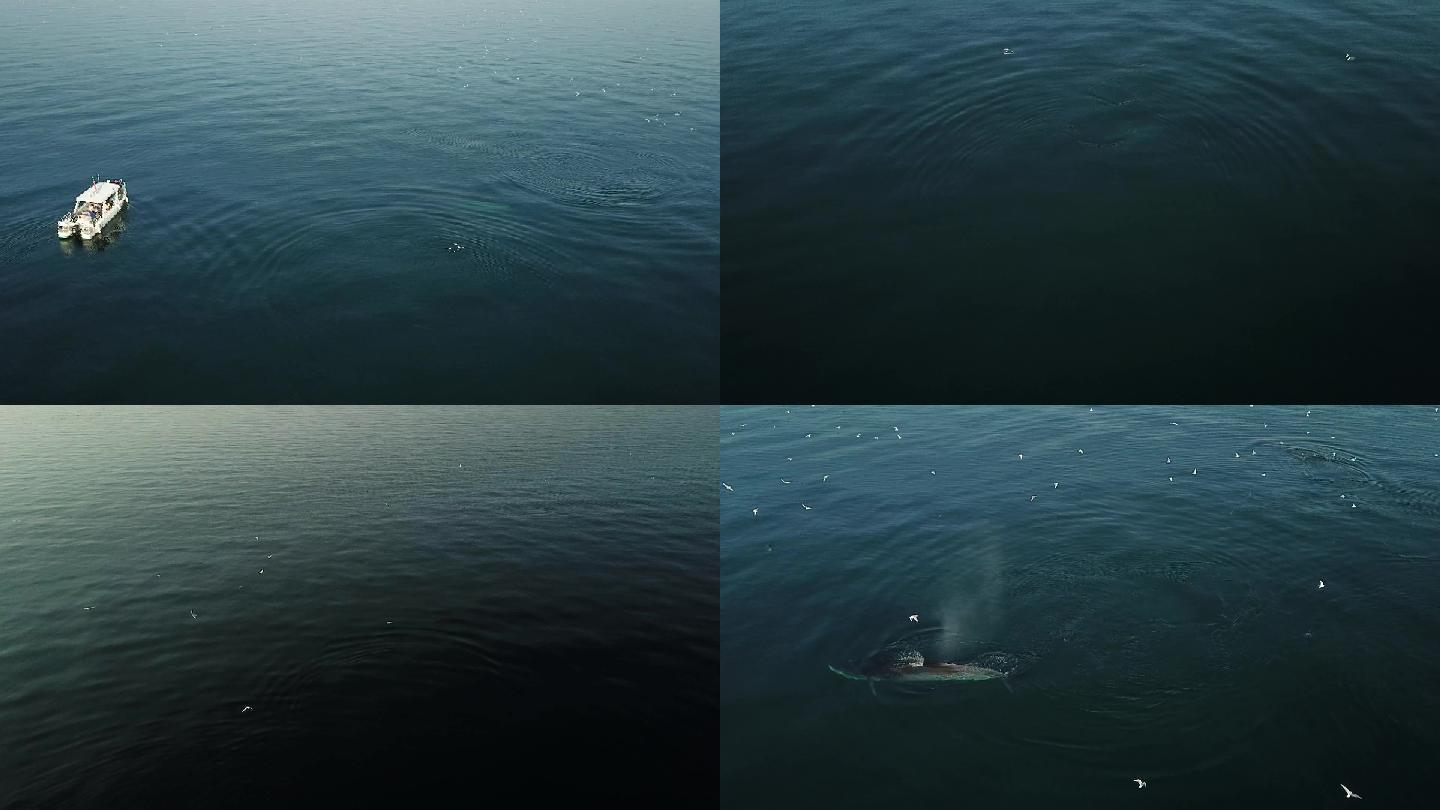 广西涠洲岛海域的布氏鲸高清航拍2