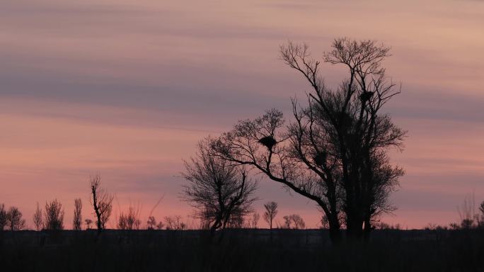 农村日出，干枯的树剪影黄土高原黄昏清晨