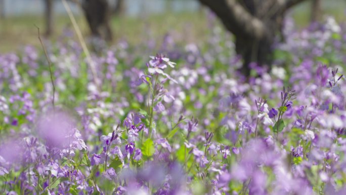 【4k】公园里的花朵二月兰诸葛菜翠紫花