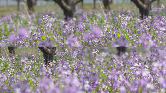【4k】公园里的花朵二月兰诸葛菜翠紫花