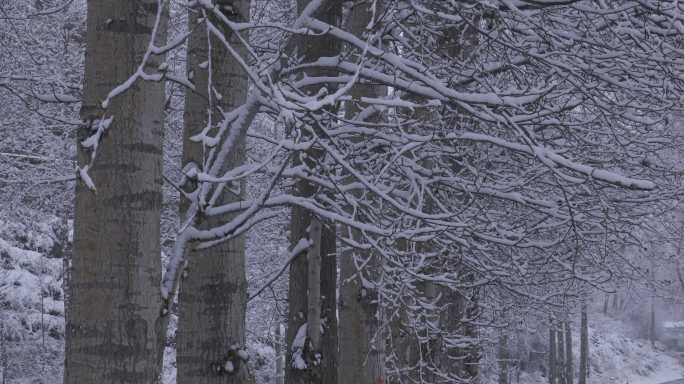 雪景白杨树积雪北方4k