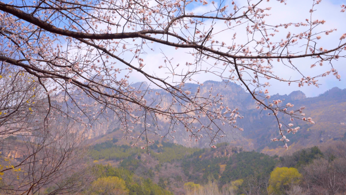 4K春天大山里的桃花-桃花盛开