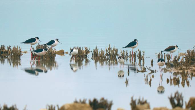 【4K】春天里湖中的鸟