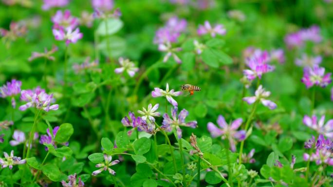 4K紫云英红花草绿肥蜜蜂素材