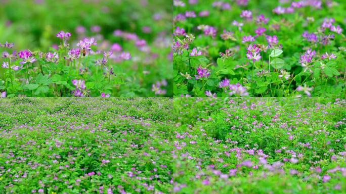 4K紫云英红花草绿肥蜜蜂素材