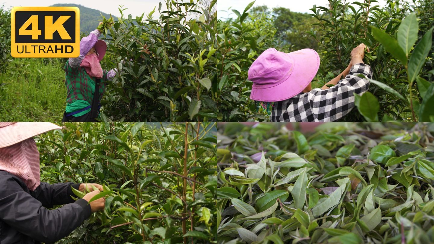 ▌4K▐普洱茶采茶古树茶采摘01