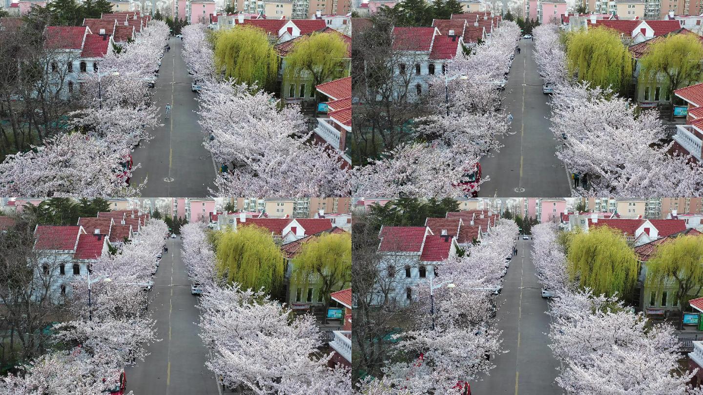 樱花盛开的街道航拍4K视频