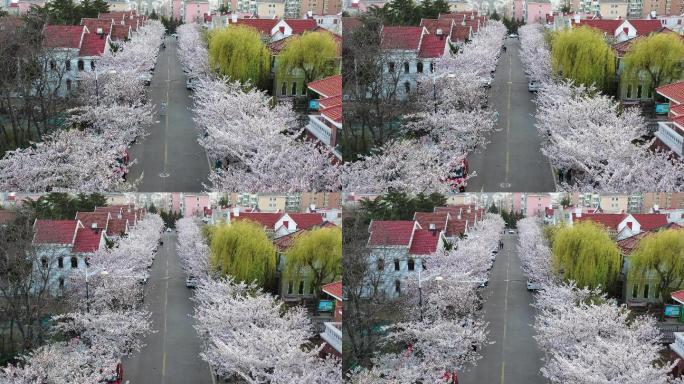 樱花盛开的街道航拍4K视频
