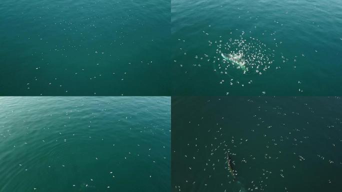 广西涠洲岛海域的布氏鲸高清航拍3