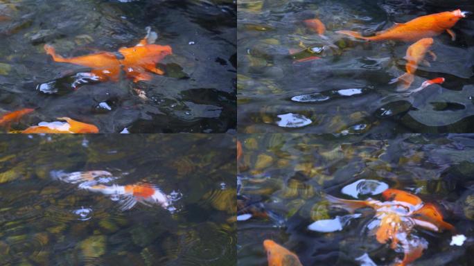 喂食水池里的锦鲤4k视频素材