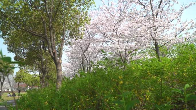 樱花樱花盛开顾村公园