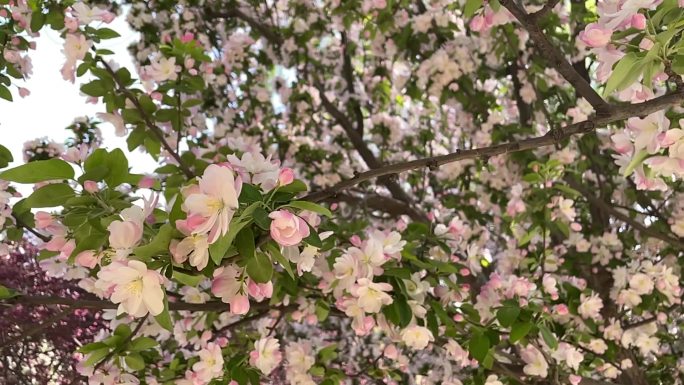 春天海棠花开公园游玩赏花