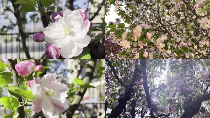 春天海棠花开公园游玩赏花