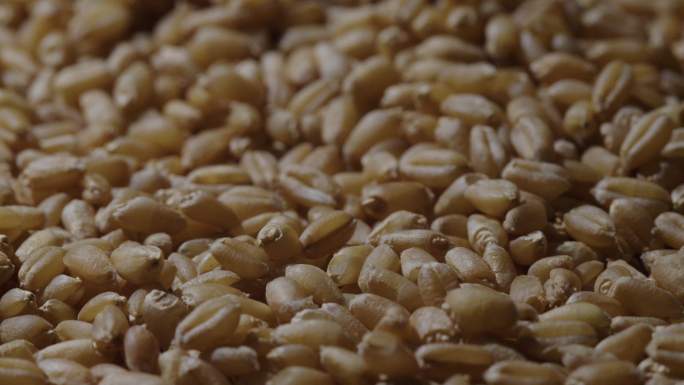 6K小麦粒小麦种子动态特写02